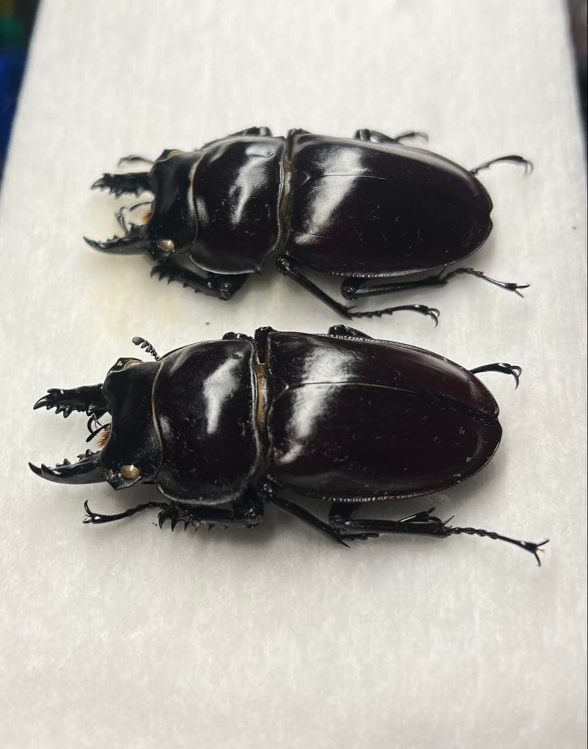 ヤエヤママルバネクワガタ♂2頭標本