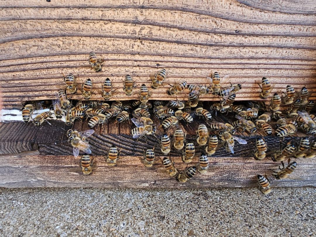 【ひで】クリーム蜂蜜 (セイタカ)　1kg 3本