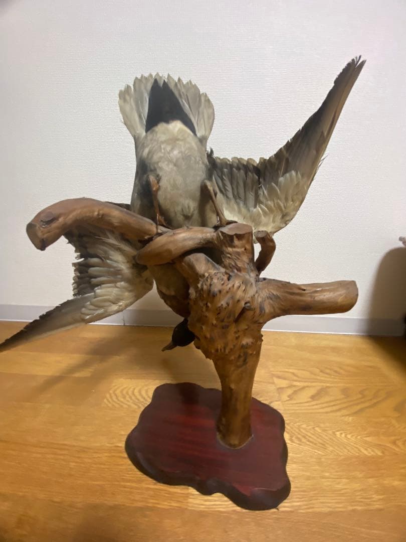 リアル剥製（本物）マガモ／カモ 剥製 木製台座付き