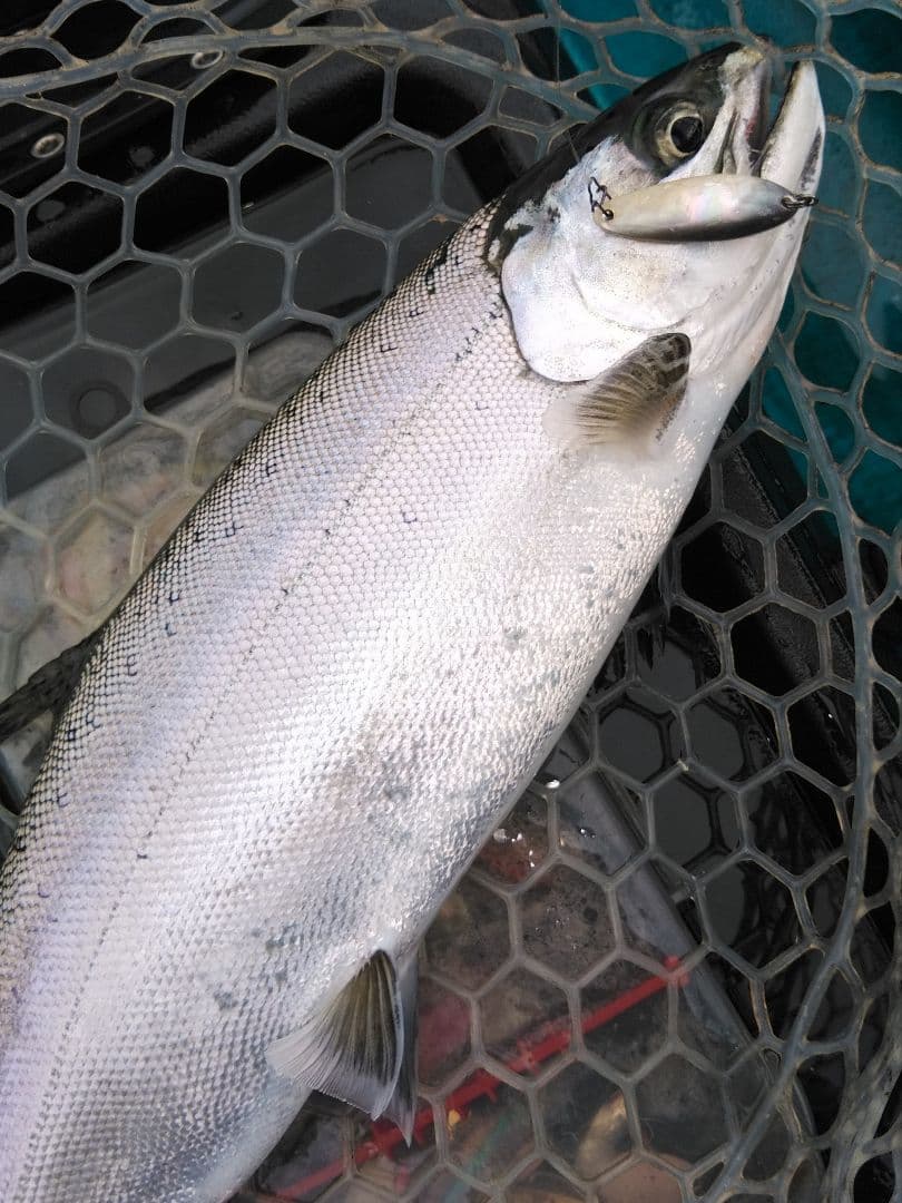 専用　シェルスプーン6枚