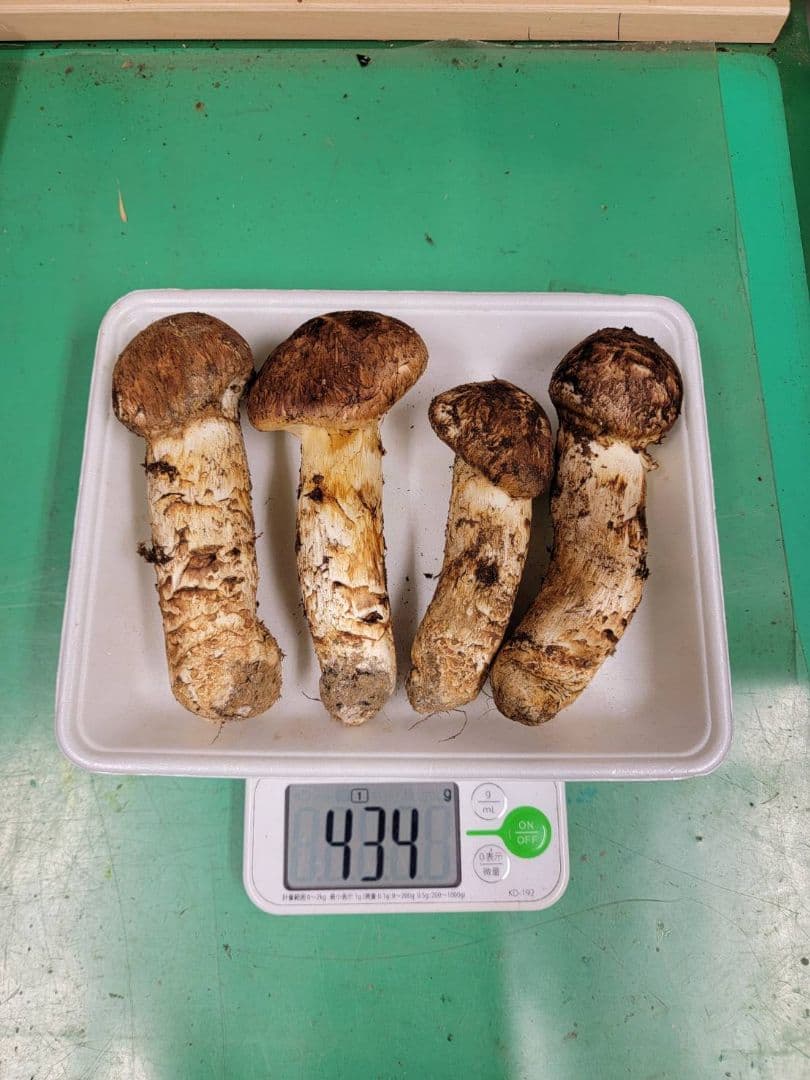 送料込み　岩手県産松茸 434g