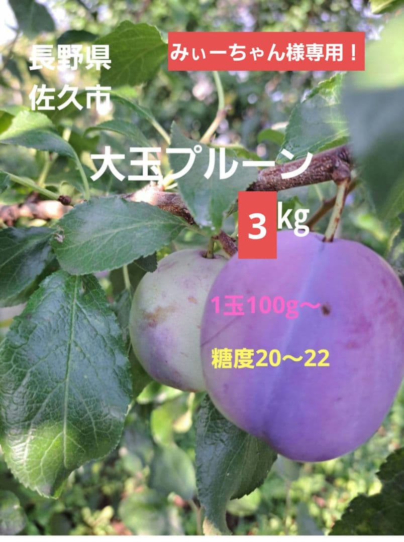 オータムキュート約３㎏(専用出品)