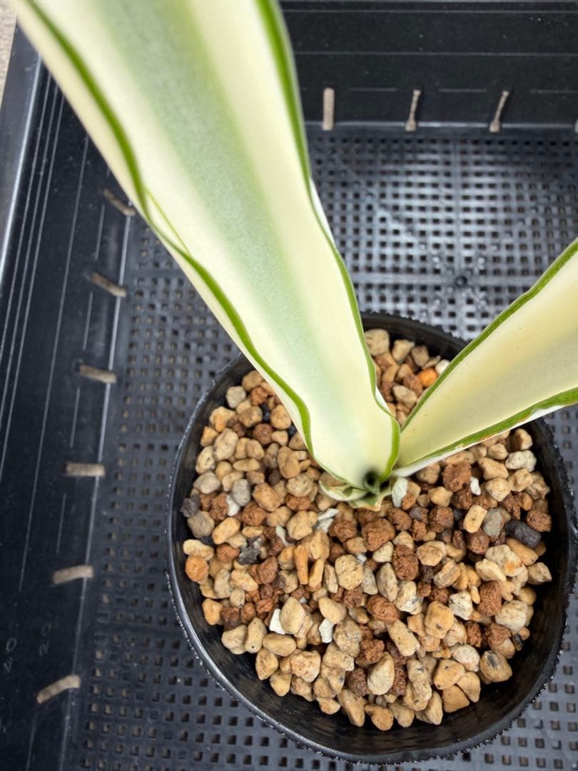 美株　希少　サンスベリアビューティークイーン　レア　鉢ごと　メルカリ便②