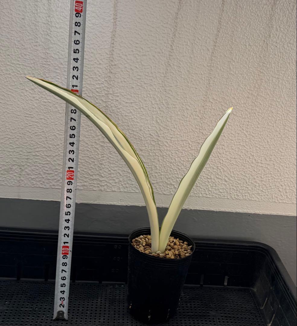 美株　希少　サンスベリアビューティークイーン　レア　鉢ごと　メルカリ便②