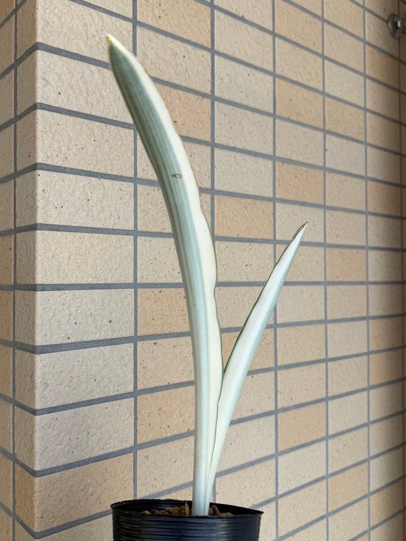 美株　希少　サンスベリアビューティークイーン　レア　鉢ごと　メルカリ便②