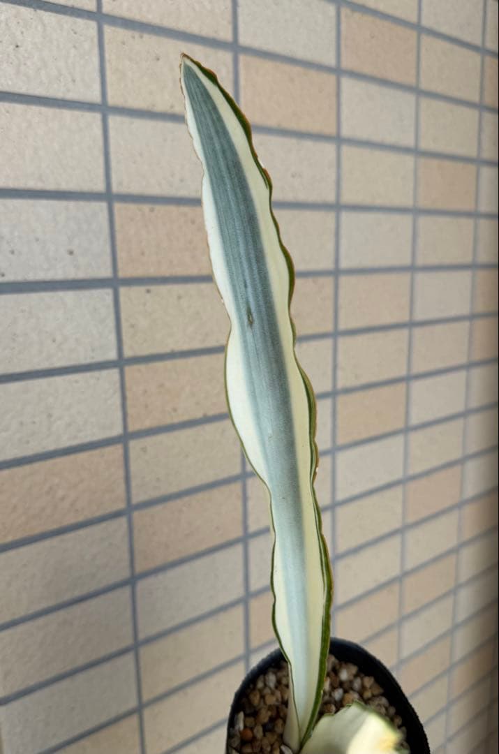 美株　希少　サンスベリアビューティークイーン　レア　鉢ごと　メルカリ便②