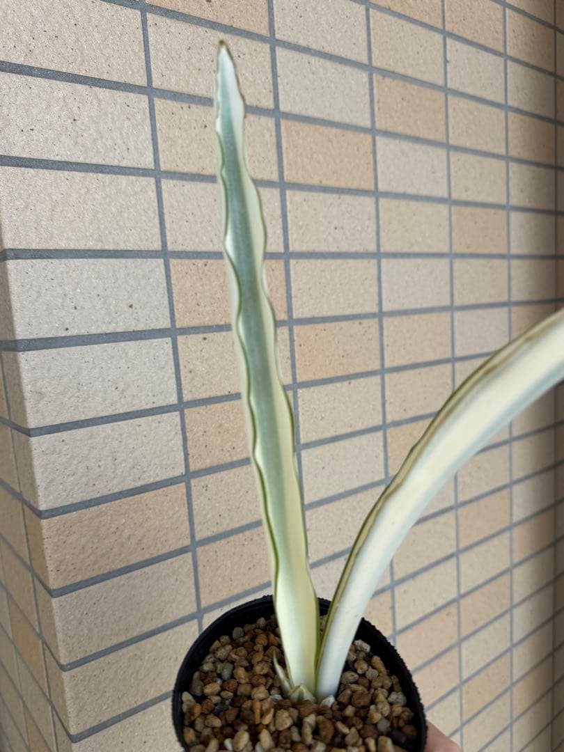 美株　希少　サンスベリアビューティークイーン　レア　鉢ごと　メルカリ便②