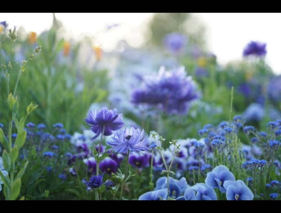 ソニー／SEL24105G ＋フィルターセット