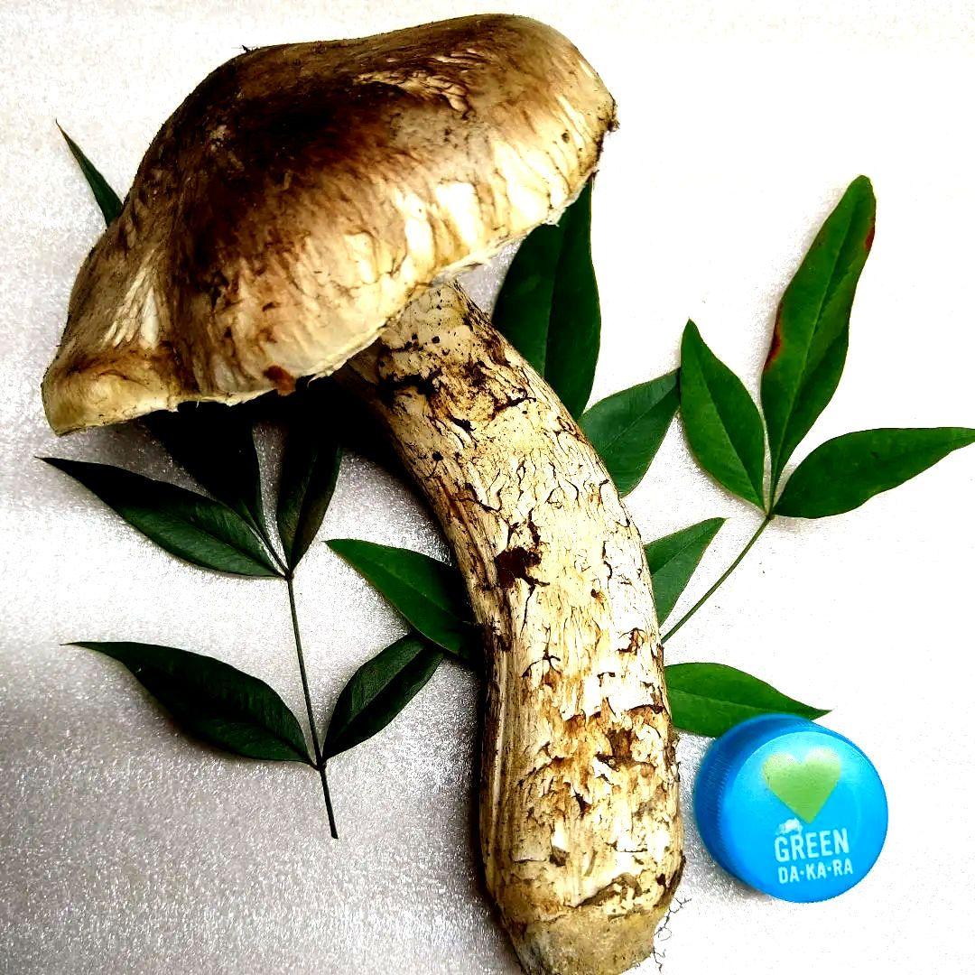 47.南信州産松茸約120g