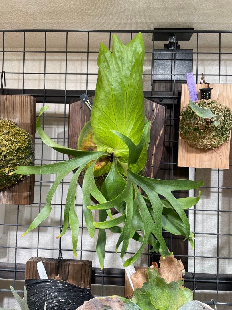 koukinkin　ビカクシダ　coronarium koala