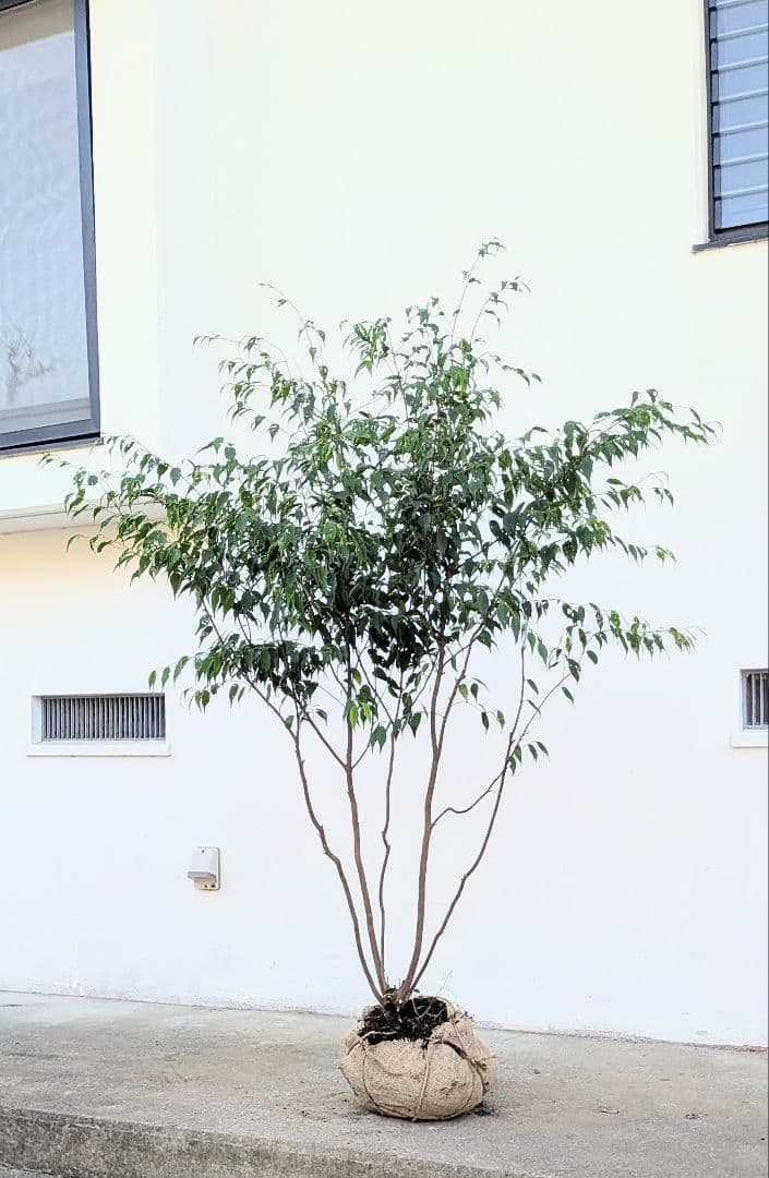 新春特価。山採りハイノキ。