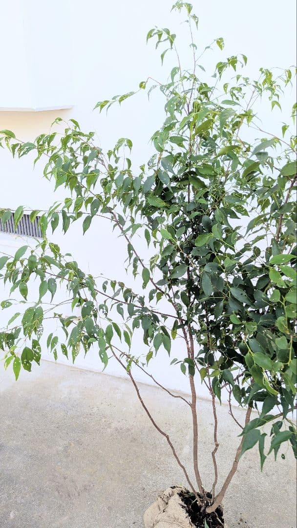 新春特価。山採りハイノキ。