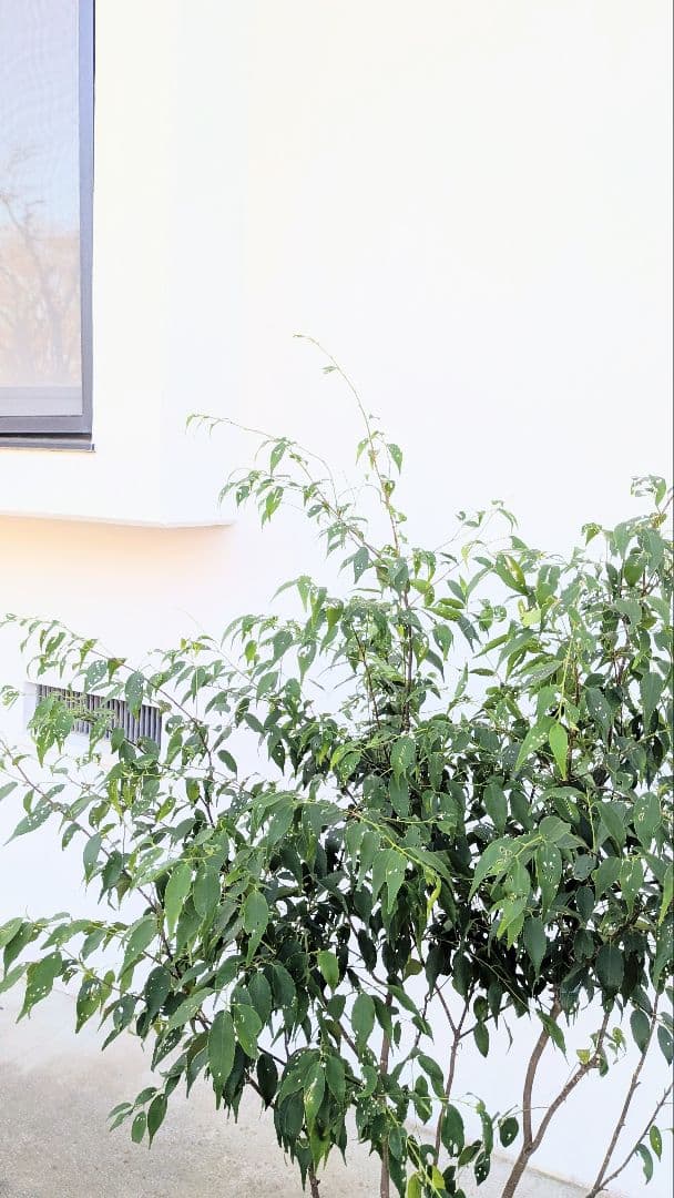 新春特価。山採りハイノキ。