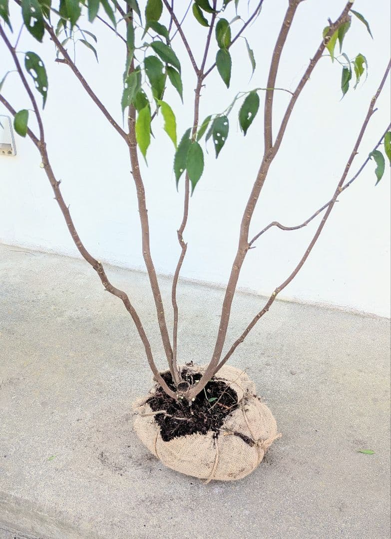 新春特価。山採りハイノキ。