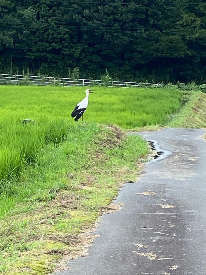 《玄米》 農家直送米　20kg 令和7年　鳥取県産 コシヒカリ《玄米》