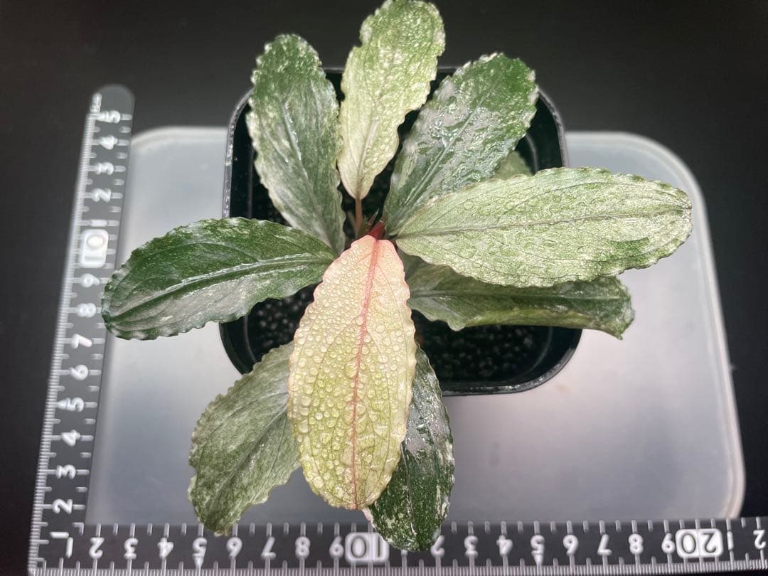 k*m様 ブセファランドラ sp ピンクバリエガータ[水上育成]