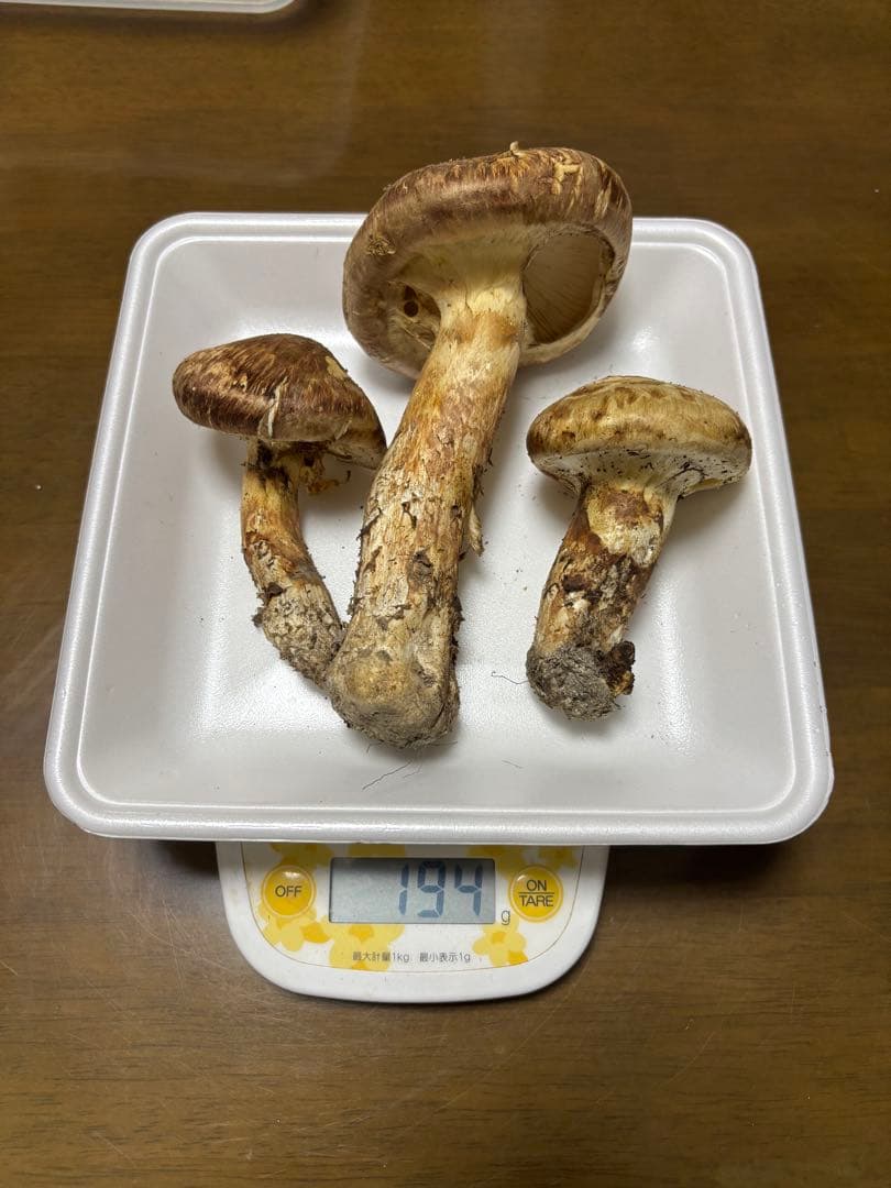 香川県産　獲れたて松茸2 3本194グラム　国産　天然物