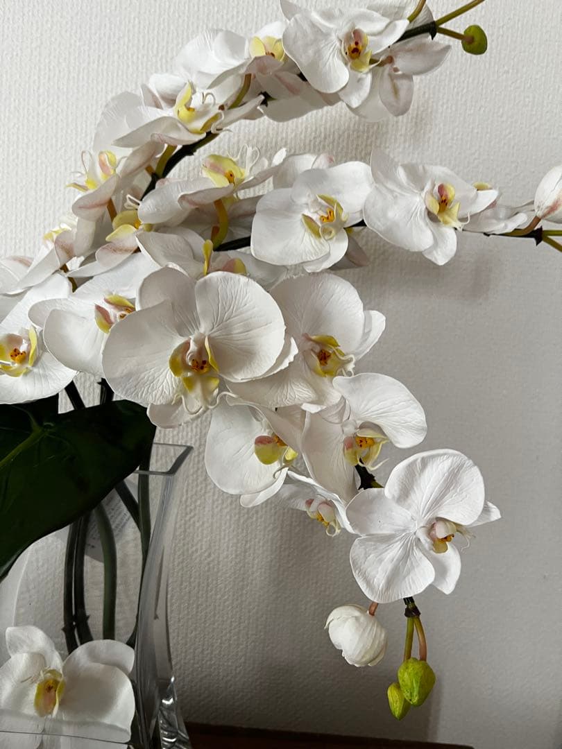 エミリオロバ（EMILIOROBBA）　エミリオロバ