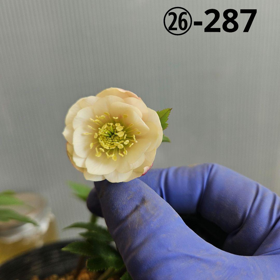 K.様ご購入苗㉖-287クリスマスローズ