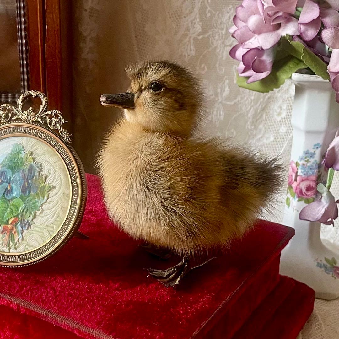黒アヒルのヒヨコの剥製　小鳥　ひよこ　フランスアンティーク　ヴィンテージ