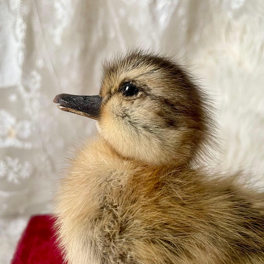 黒アヒルのヒヨコの剥製　小鳥　ひよこ　フランスアンティーク　ヴィンテージ