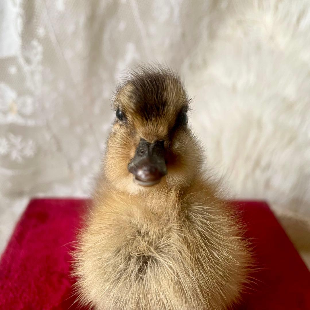 黒アヒルのヒヨコの剥製　小鳥　ひよこ　フランスアンティーク　ヴィンテージ