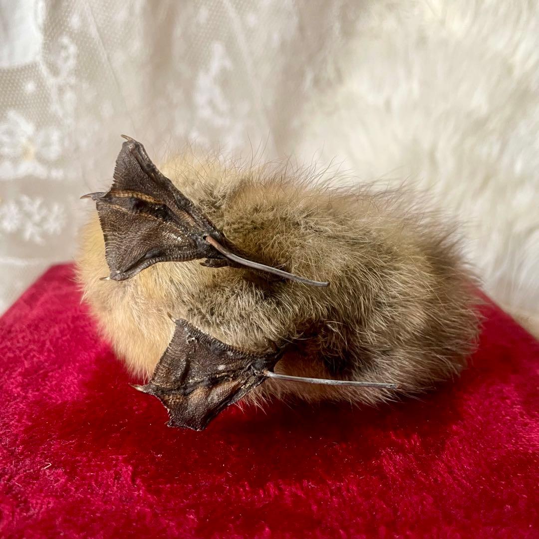 黒アヒルのヒヨコの剥製　小鳥　ひよこ　フランスアンティーク　ヴィンテージ