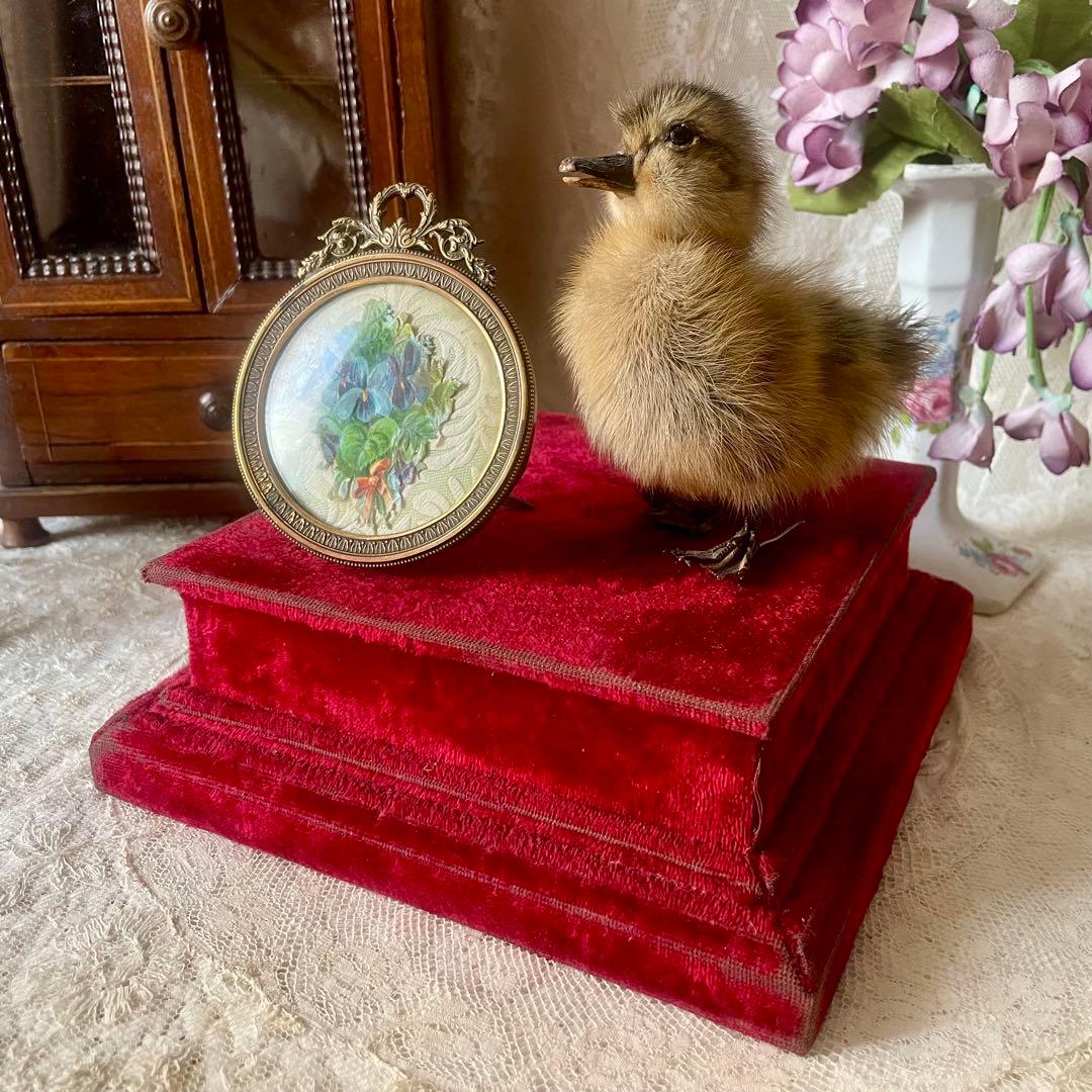 黒アヒルのヒヨコの剥製　小鳥　ひよこ　フランスアンティーク　ヴィンテージ