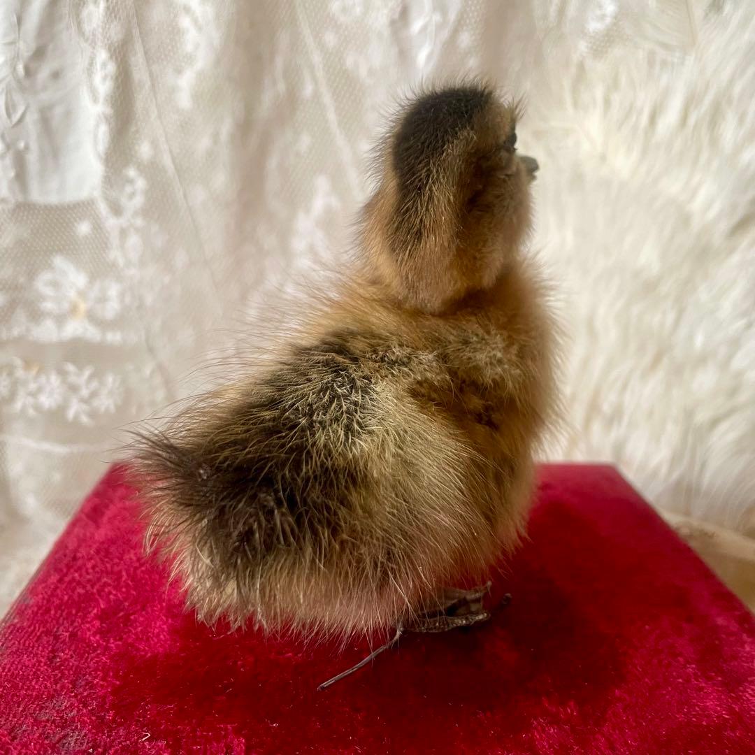 黒アヒルのヒヨコの剥製　小鳥　ひよこ　フランスアンティーク　ヴィンテージ