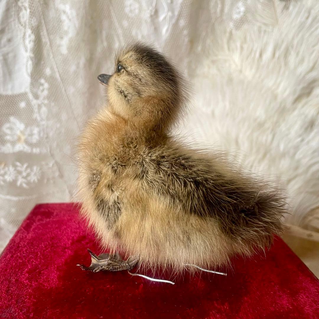 黒アヒルのヒヨコの剥製　小鳥　ひよこ　フランスアンティーク　ヴィンテージ