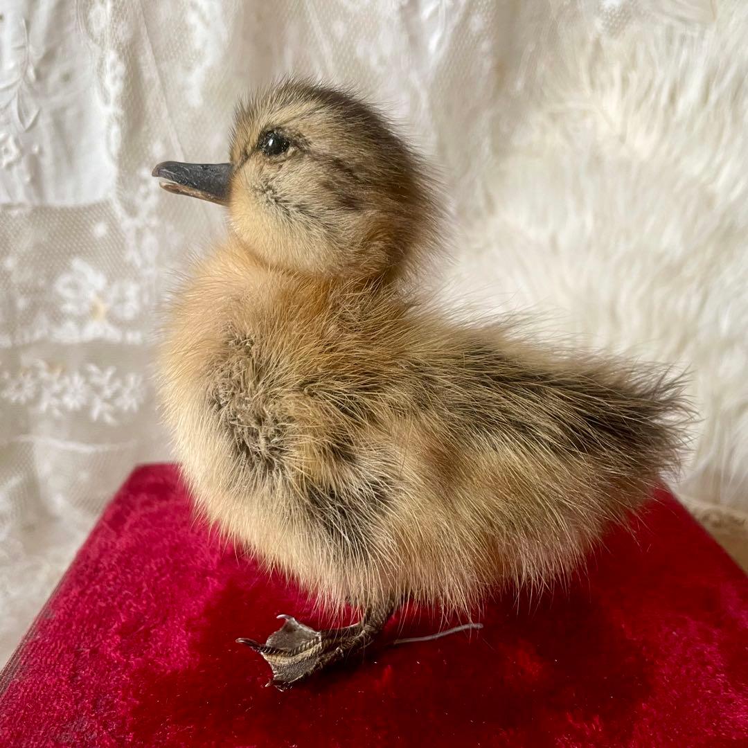 黒アヒルのヒヨコの剥製　小鳥　ひよこ　フランスアンティーク　ヴィンテージ