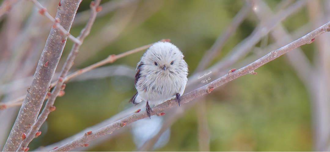 超美品Sony FE 200-600mm F5.6-6.3 G OSS