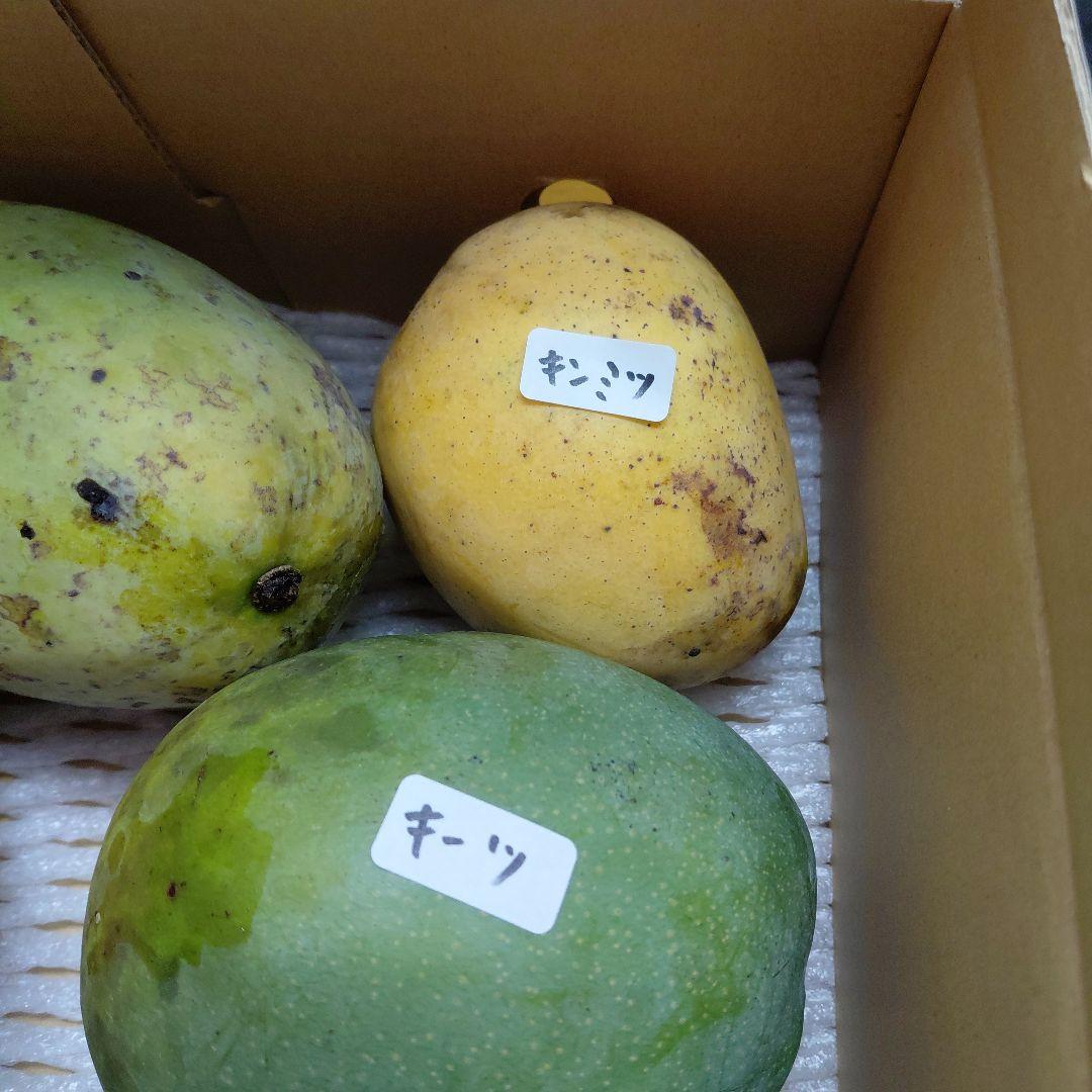 色々マンゴー食べ比べセット(きれいめ玉文入り)