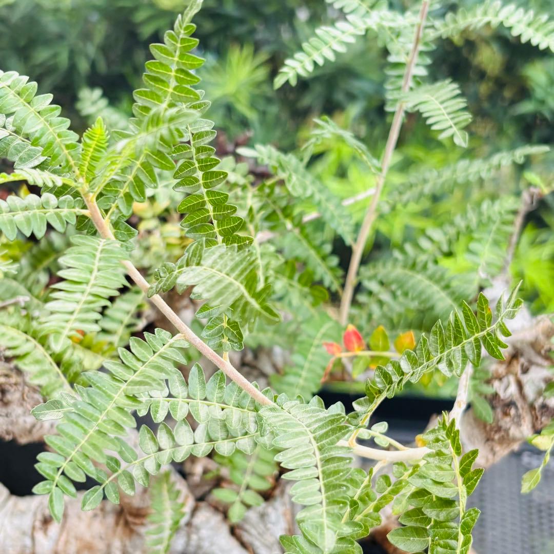 短期間限定超特価！ 低重心 大株 ボスウェリア ネグレクタ 現地球 船串篤司