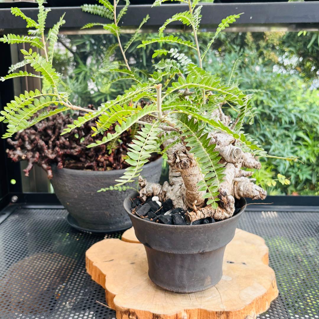 短期間限定超特価！ 低重心 大株 ボスウェリア ネグレクタ 現地球 船串篤司