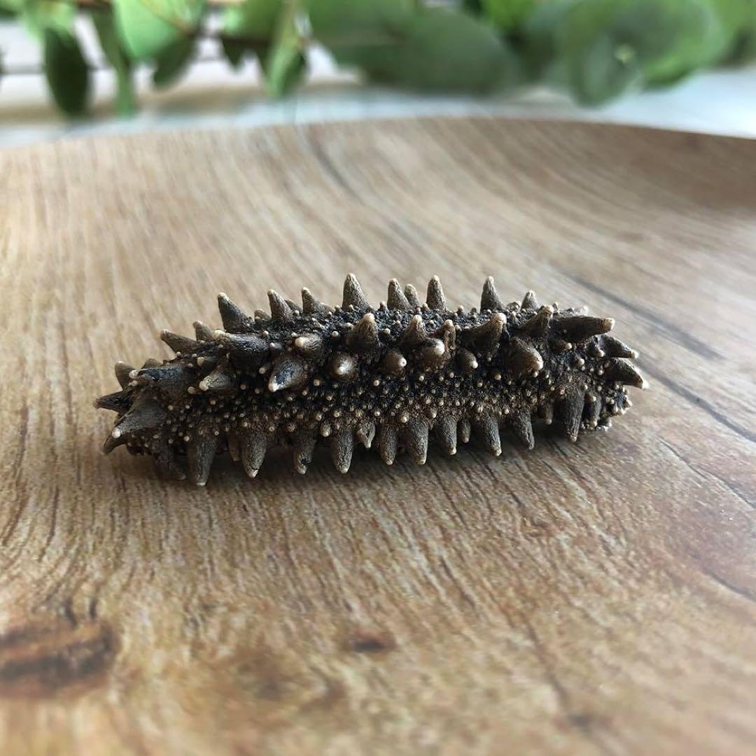 【北海道産】 乾燥なまこ 厳選A級品 100g Mサイズ　5.0g-7.0g