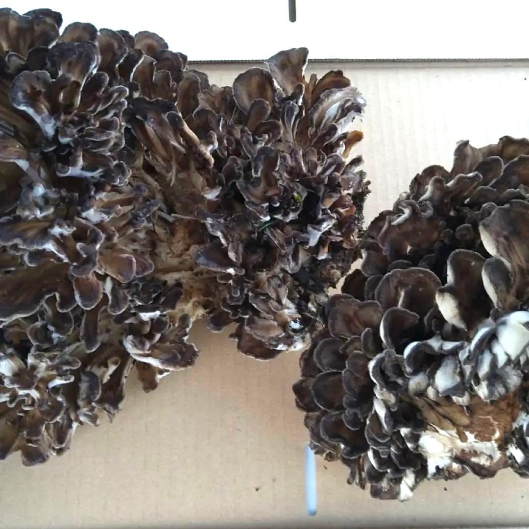 天然キノコ 黒マイタケ 1キロ 上物　採れたて