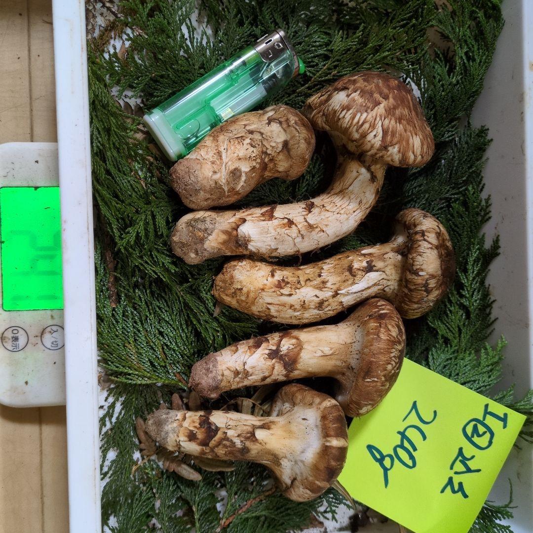和歌松茸　新鮮朝市　込み込み　240㌘