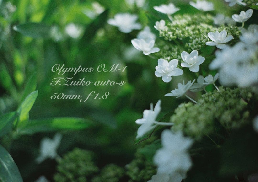 ★完動品＊美品＊初期保証★OM-1 ★グリーンリザード外装★作例必見！