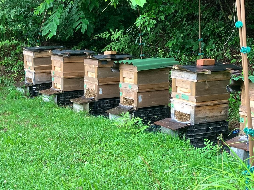 【さくら】　信州産 蜂蜜 1000g ３本 国産蜂蜜