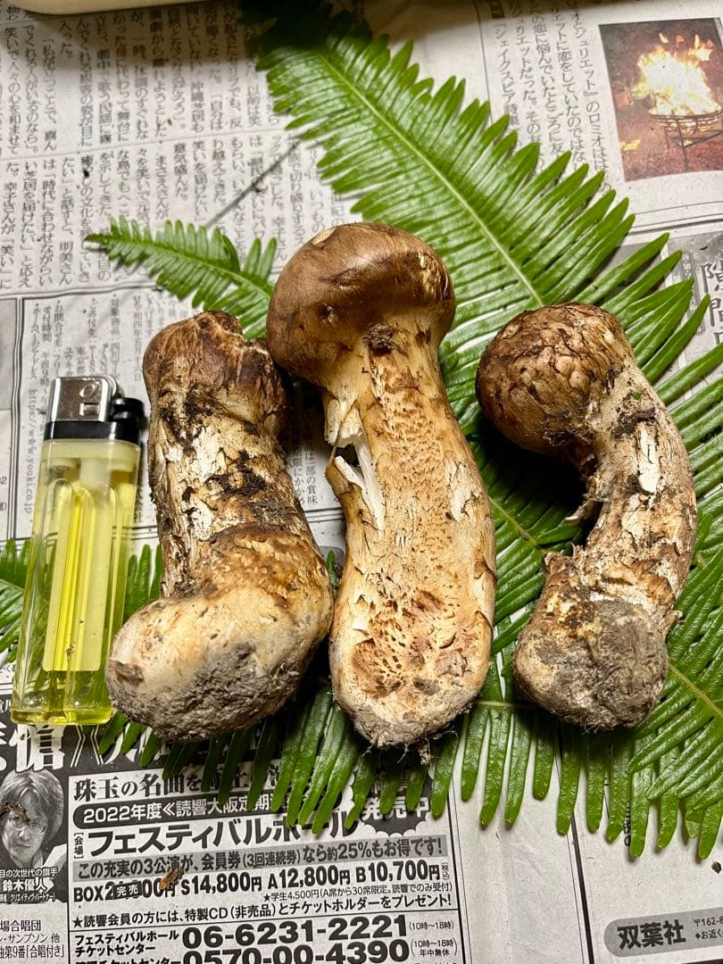 【大阪泉州産】天然松茸「ちょっとブサイクちゃん」3本130g国産