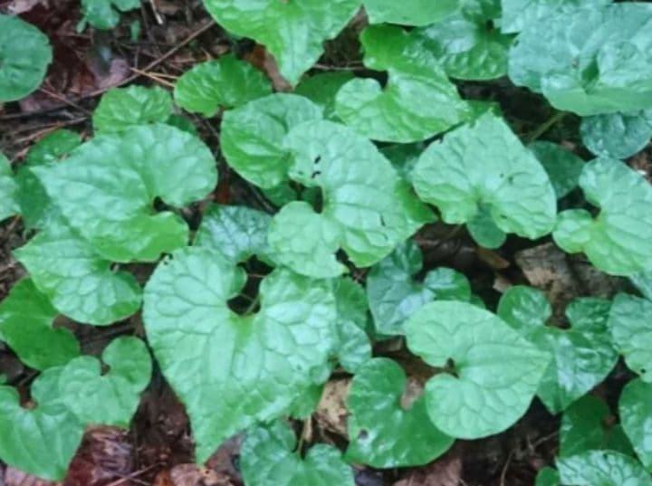 山野草　フタバアオイ(双葉葵)、80株以上。那須産。H！