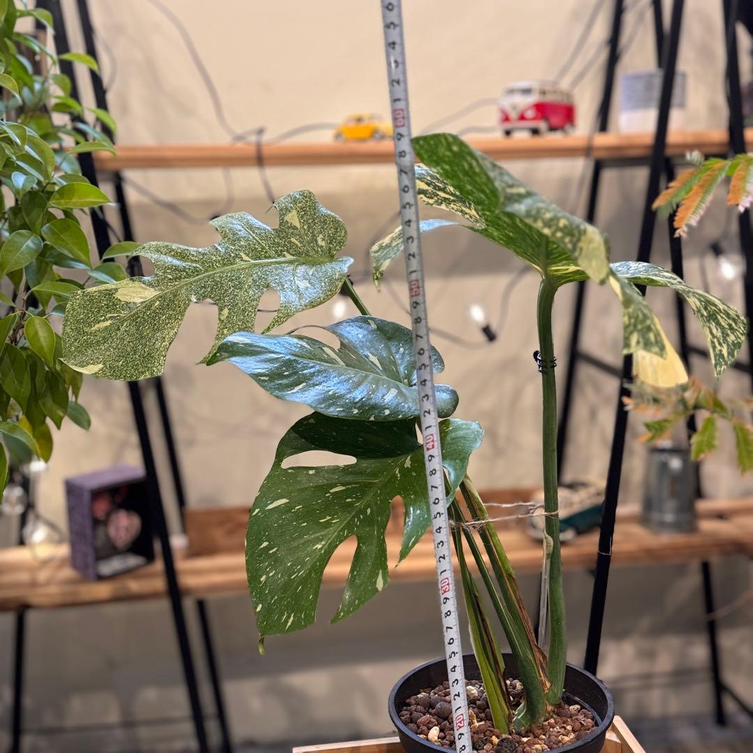 R*9様 5 モンステラ　タイコン　‘スターライト’ 厳選安定株