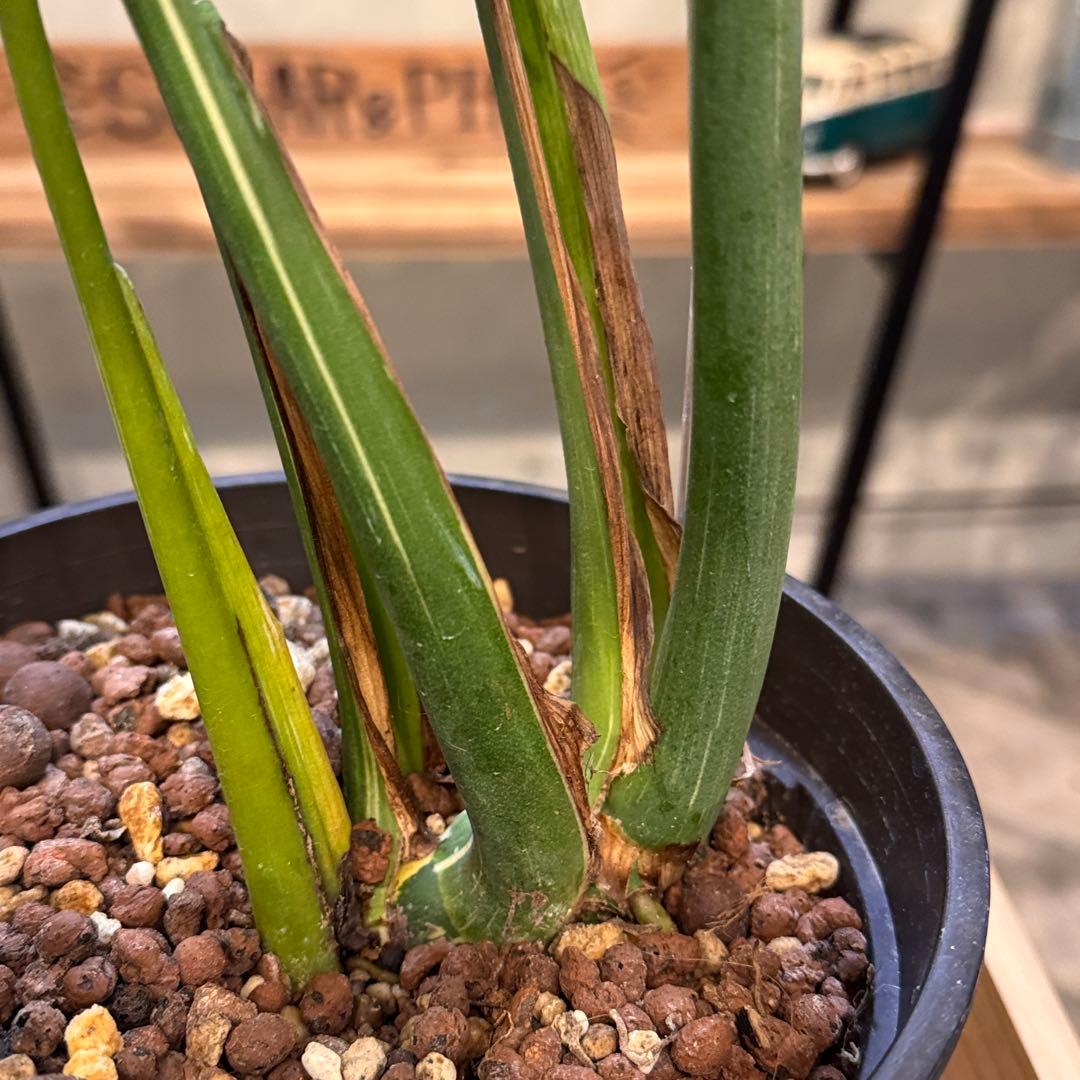 R*9様 5 モンステラ　タイコン　‘スターライト’ 厳選安定株