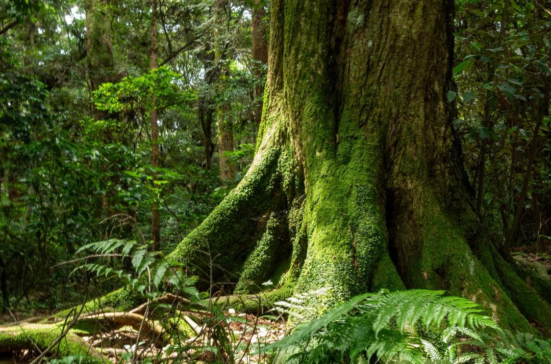 taktak【黒死病対策】【内臓電池交換】PENTAX K-30 青