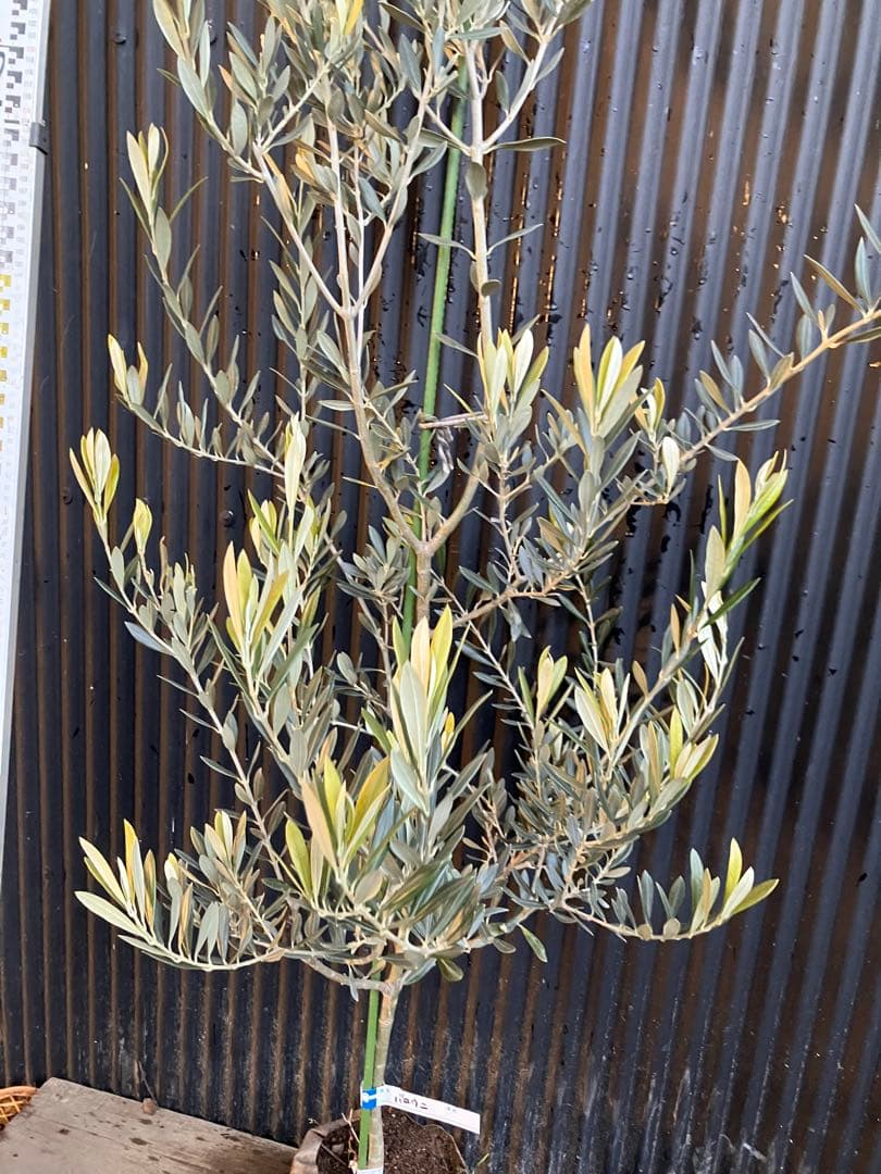 オリーブの木　バロウニ