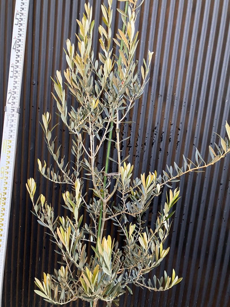 オリーブの木　バロウニ