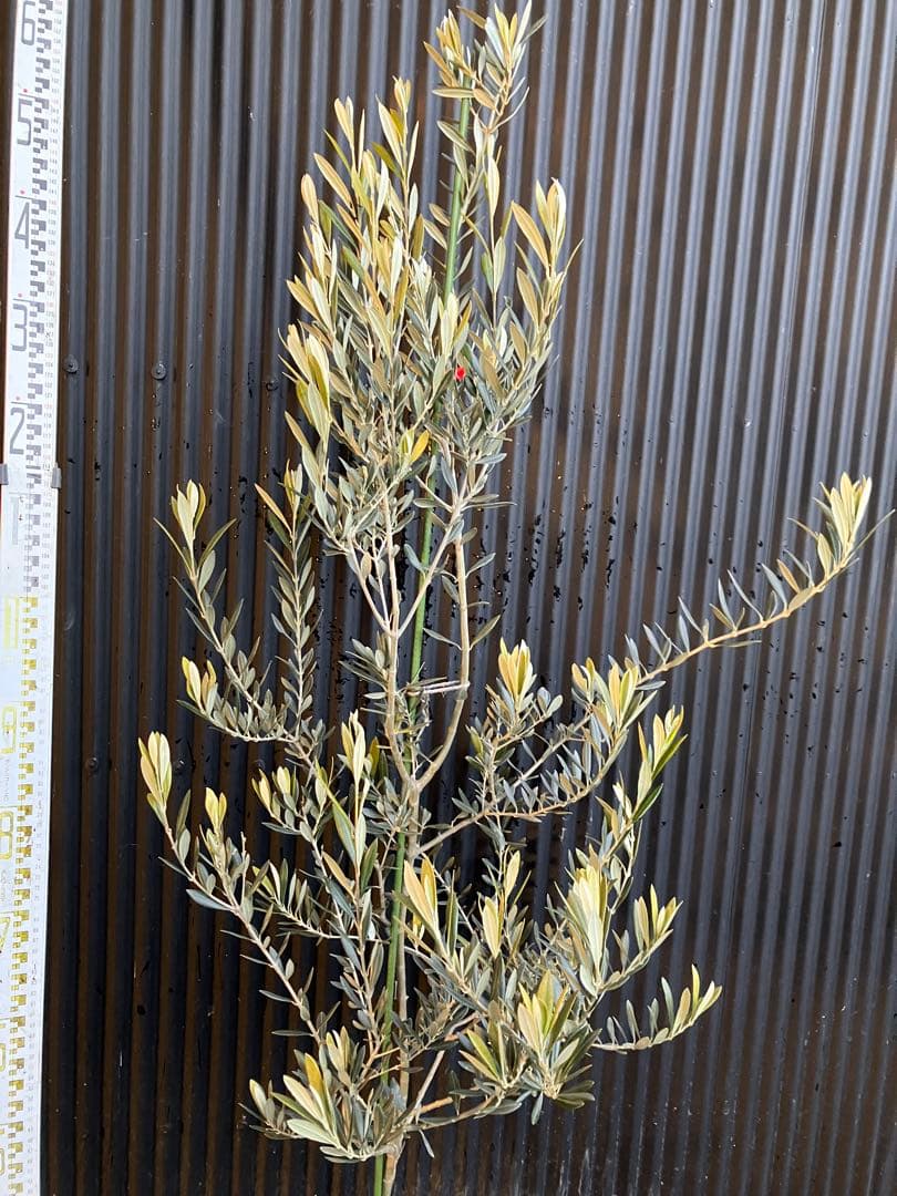 オリーブの木　バロウニ