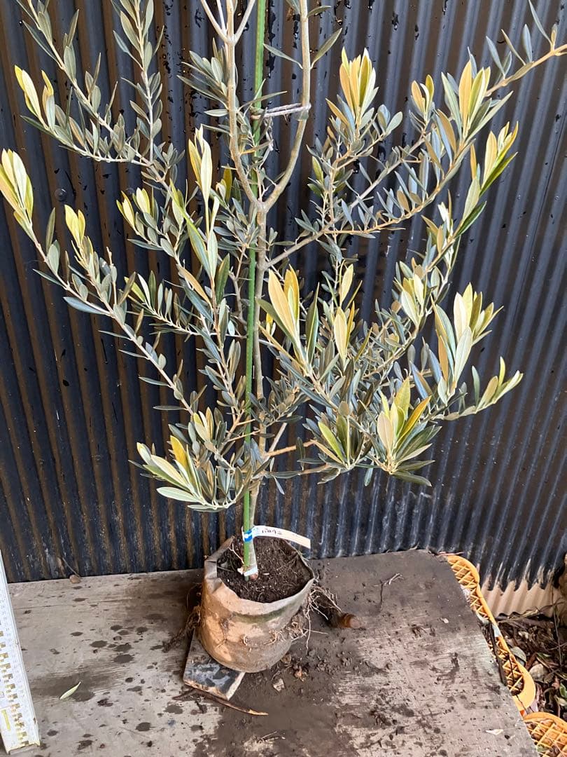 オリーブの木　バロウニ