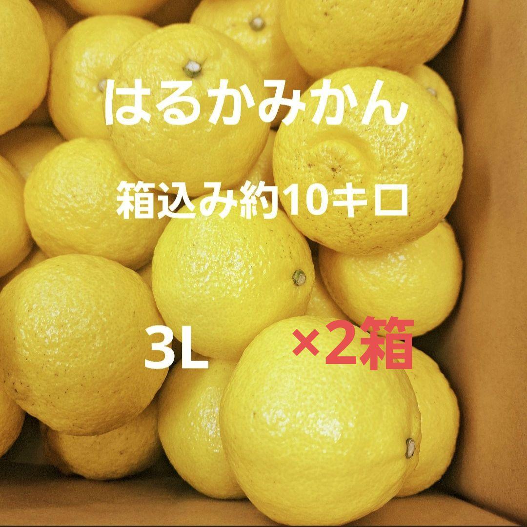 はるかみかん 3L 10キロ×2箱　 長崎県産